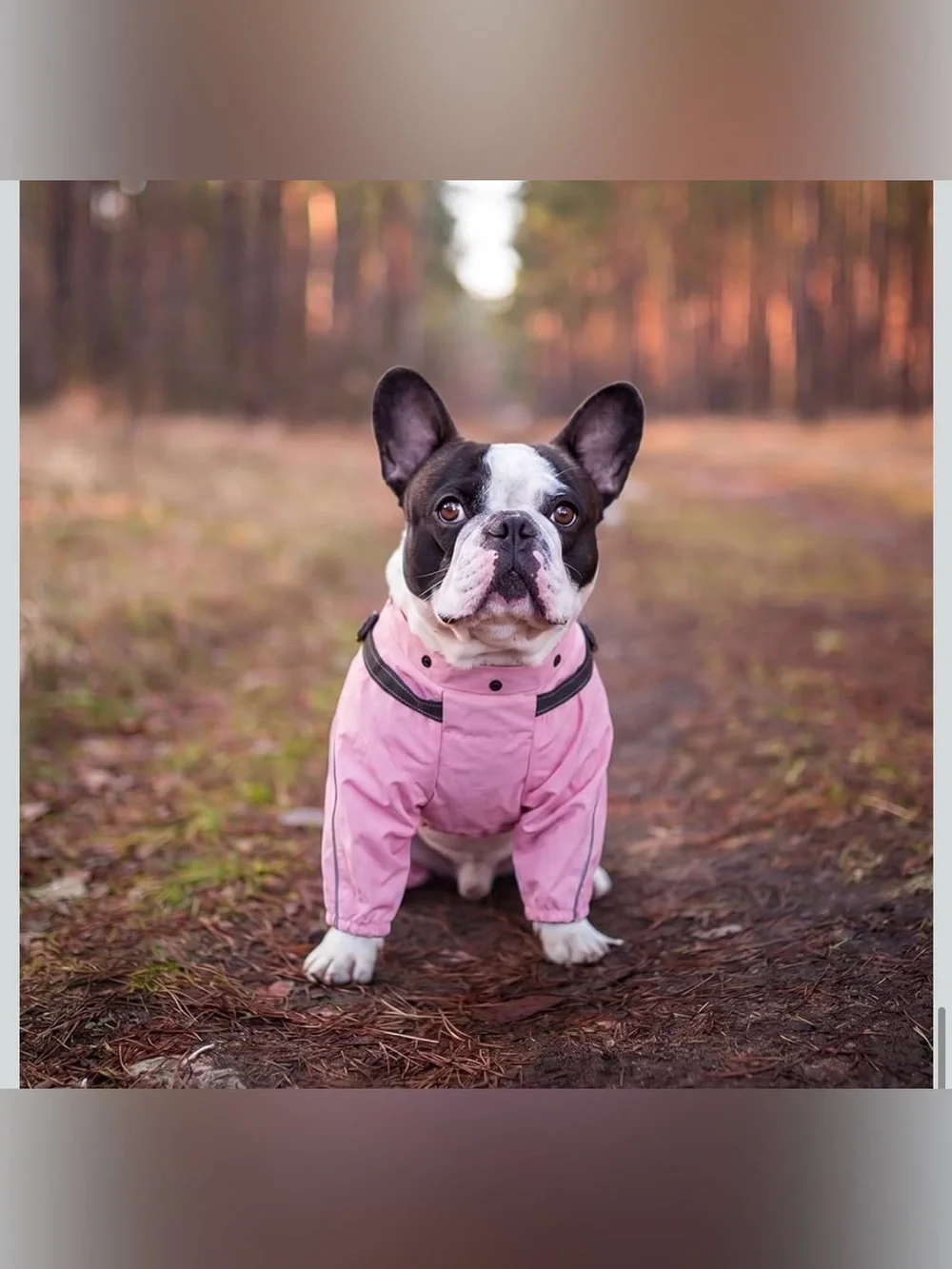 QBLEEV Lightweight Dog Windbreaker, Waterproof Outdoor Jacket, Pink, 2XL Waterpr